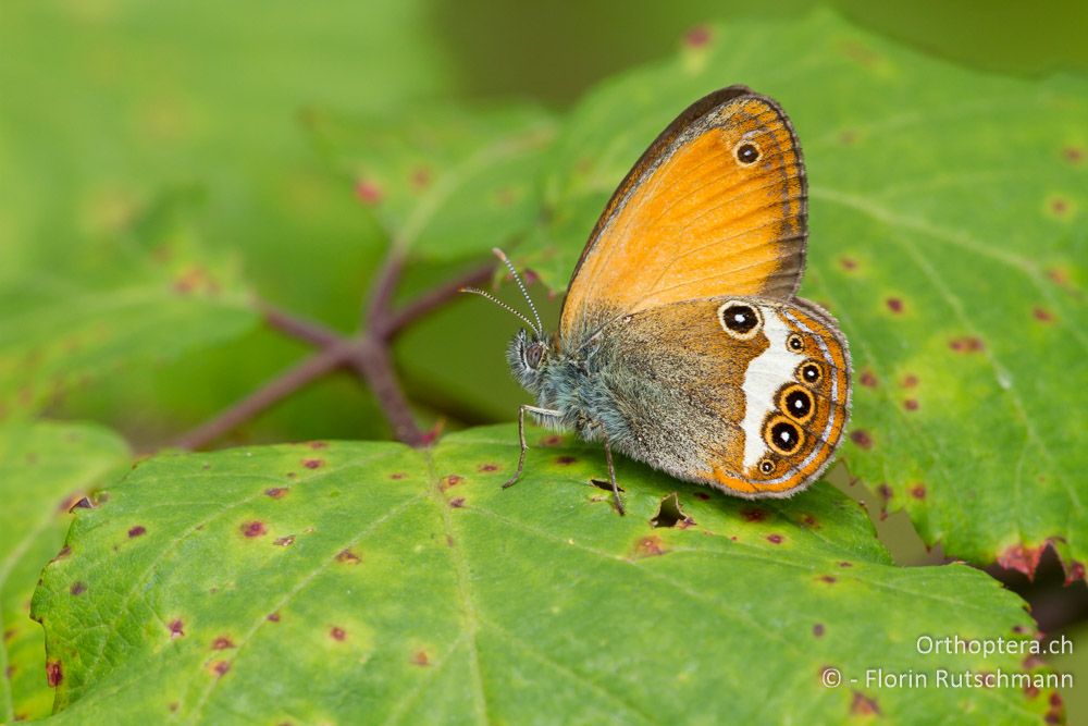 Weissbindiges Wiesenvögelchen (Coenonympha arcania) - IT, Friaul-Julisch Venetien, Gemona, 19.06.2014