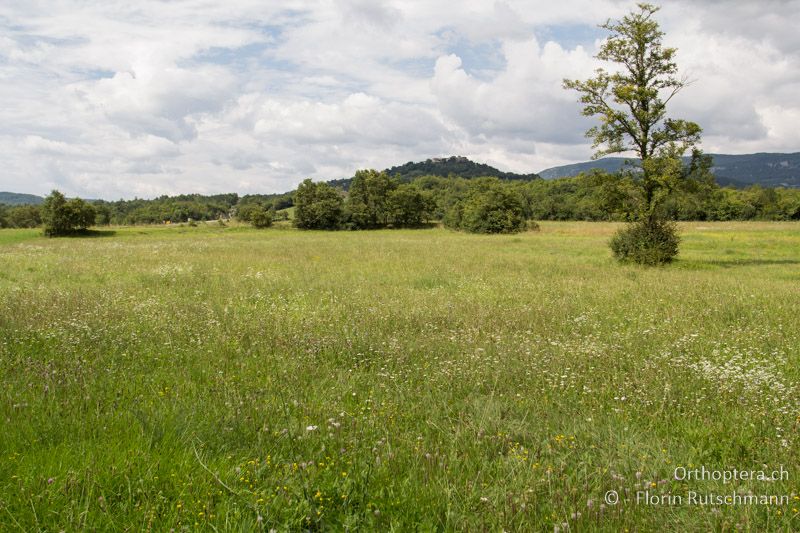 Extensivwiese - HR, Istrien, Boljunsko Polje, 31.07.2014