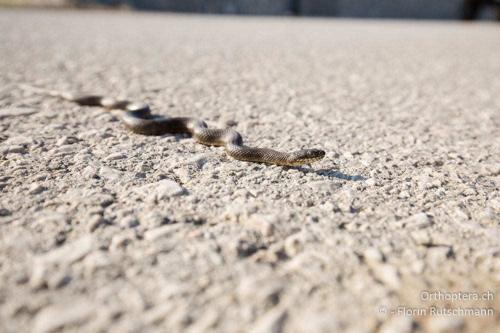 Würfelnatter (Natrix tessellata) auf gefährlicher Mission - GR, Mittelgriechenland, Molos, 12.06.2015