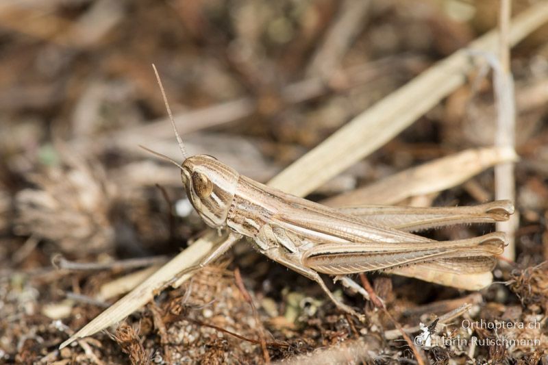 Euchorthippus pulvinatus ♀ - HU, Südliche Grosse Tiefebene, Kecskemét, 08.07.2016