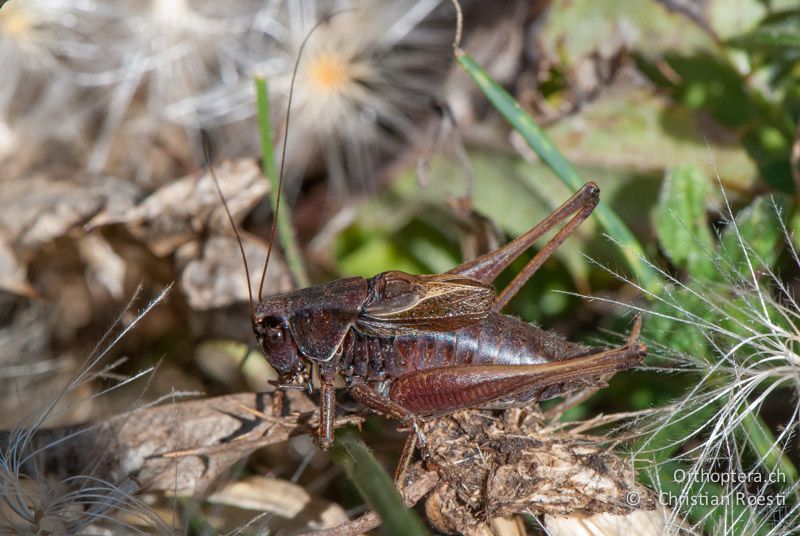 Metrioptera saussuriana ♂ - FR, Pyrénées-Orientales, Corsavy, 06.08.2008