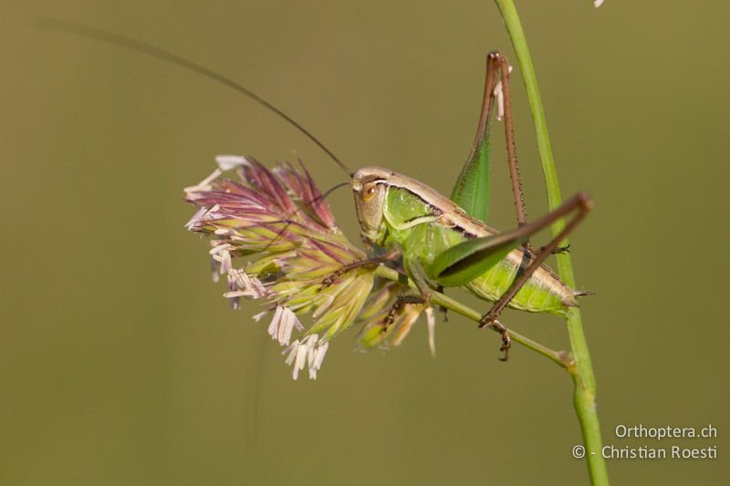 Larve von Sepiana sepium oder Modestana modesta ♂ - HR, Istrien, Prodol, 04.06.2014