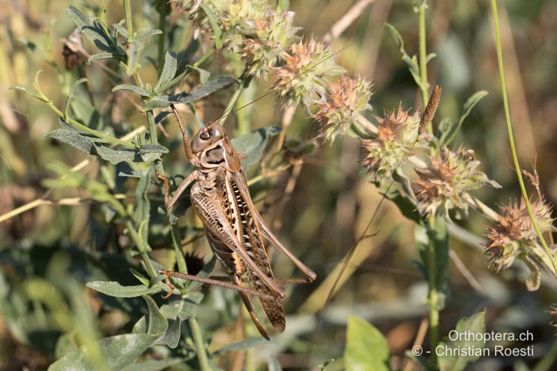 Decticus albifrons ♀ - BG, Oreshari, Khaskovo, Oreshari, 06.07.2019