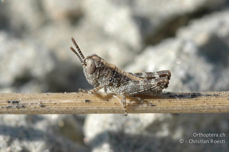 Larve von Epacromius tergestinus ponticus - CH, VS, Salgesch, 22.04.2007