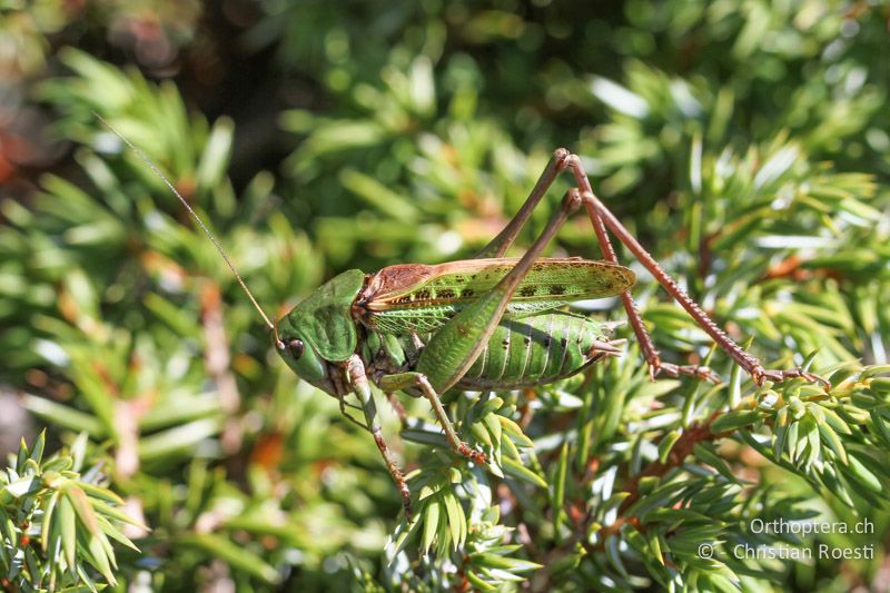 Decticus verrucivorus ♂, singend - CH, VS, Riederalp, 16.08.2011