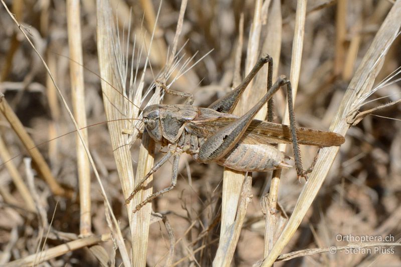 Platycleis falx laticauda ♂ - FR, Crau, 08.07.2014