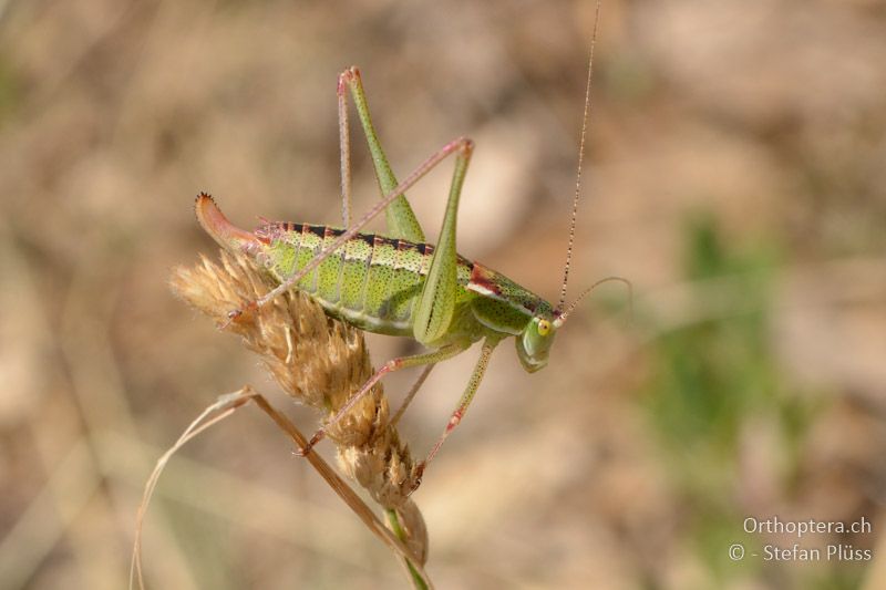 Poecilimon macedonicus ♀ - GR, Zentralmakedonien, Mt. Hortiatis, 04.07.2013