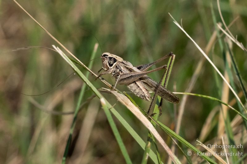 Kleine Beissschrecke (Tesselana veyseli) ♂, makropter - AT, Niederösterreich, Eichkogl bei Mödling, 07.07.2018