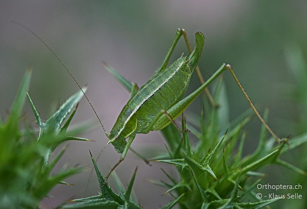 Kleine Buntschrecke (Poecilimon elegans) ♀ - HR, Istrien, Mutvoran, 20.06.2016