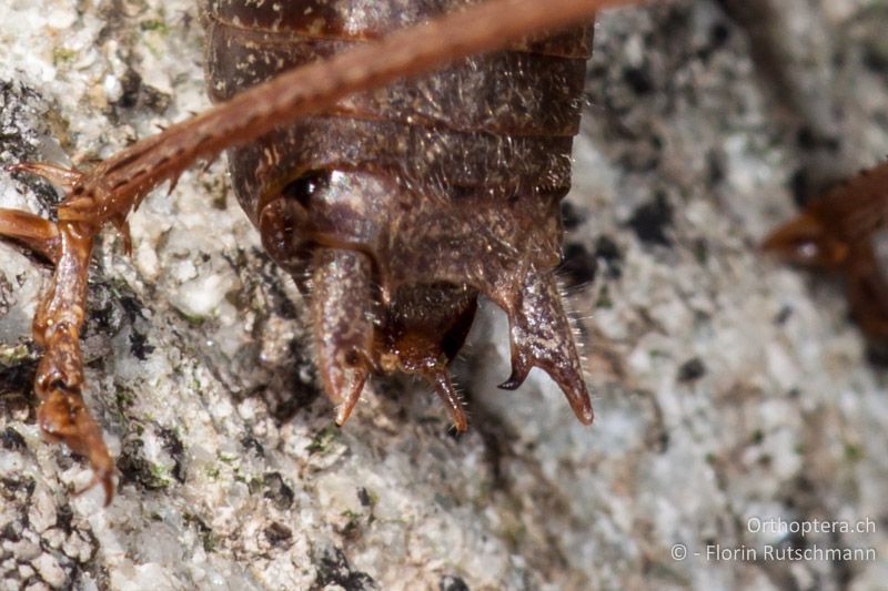 Cerci des ♂ von Metrioptera saussuriana - CH, TI, Mt. Tamaro, 30.09.2010