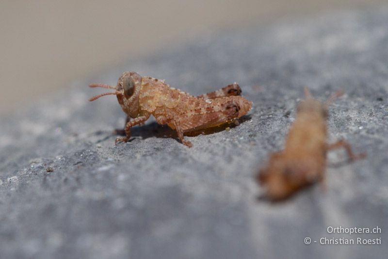 Oedipoda caerulescens im 1. Larvenstadium ganz frisch nach dem Schlupf - IT, Friaul-Julisch Venetien, Spilimbergo, 29.05.2014