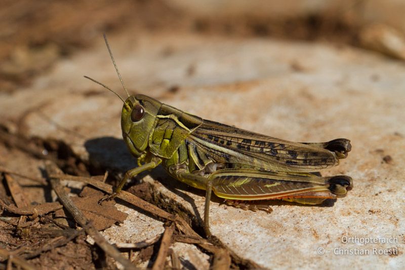 Arcyptera microptera ♀ - HR, Istrien, Bokordići, 04.06.2014