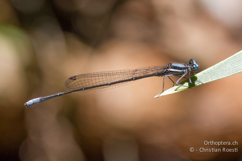 Elattoneura glauca, Common Threadtail ♂ - SA, Mpumalanga, Matibidi, Blyde Canyon Forever Resort, 09.01.2015