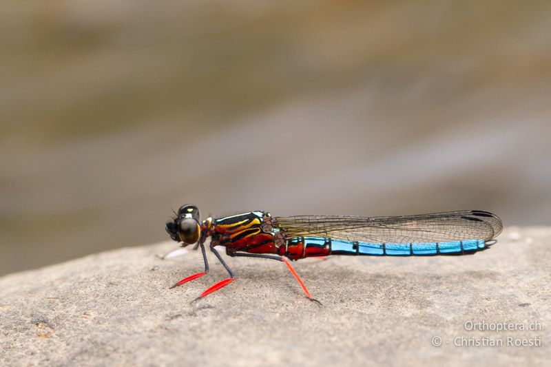 Platycypha caligata, Dancing Jewel ♂ - SA, Mpumalanga, Matibidi, Seitenbach vom Blyde River, 10.01.2015