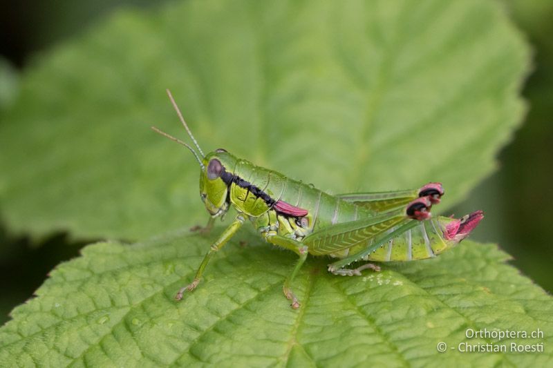 Odontopodisma decipiens ♀ - AT, Burgenland, Rohrbach, 05.07.2016