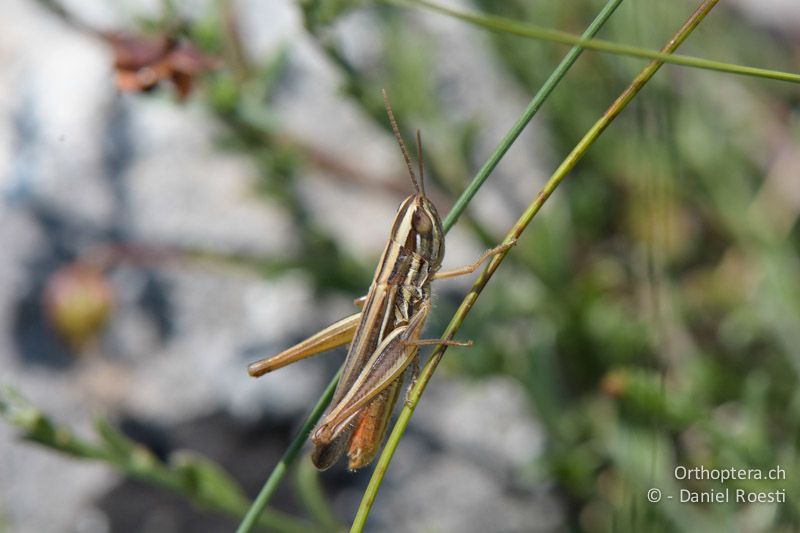 Euchorthippus chopardi ♂ - FR, Col des Portes, 06.07.2014