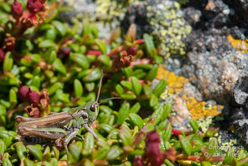 Aeropedellus variegatus ♂ - CH, GR, Muottas Muragl, 02.08.2008