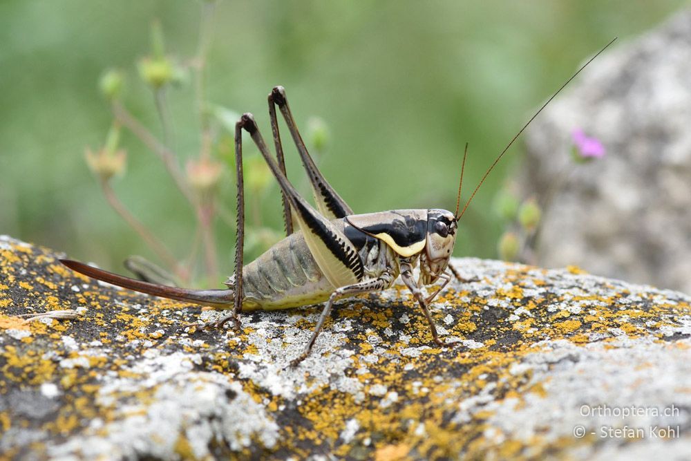 Parapholidoptera castaneoviridis ♀ - BG, Chaskowo, Matochina, 09.07.2018