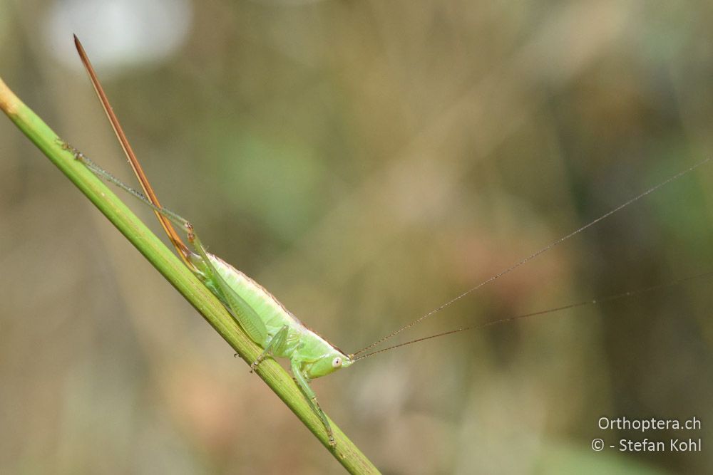 Conocephalus hastatus ♀ - BG, Chaskowo, Matochina, 09.07.2018