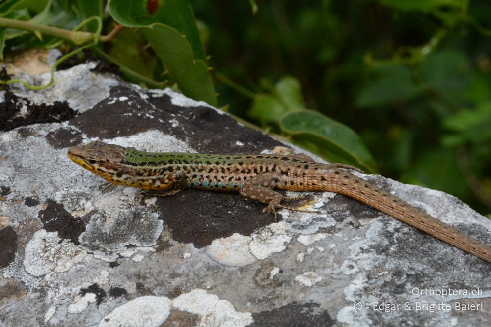 ♂ der Adriatischen Mauereidechse (Podarcis melisellensis) - HR, Istrien, Meer bei Rebići, 19.06.2016