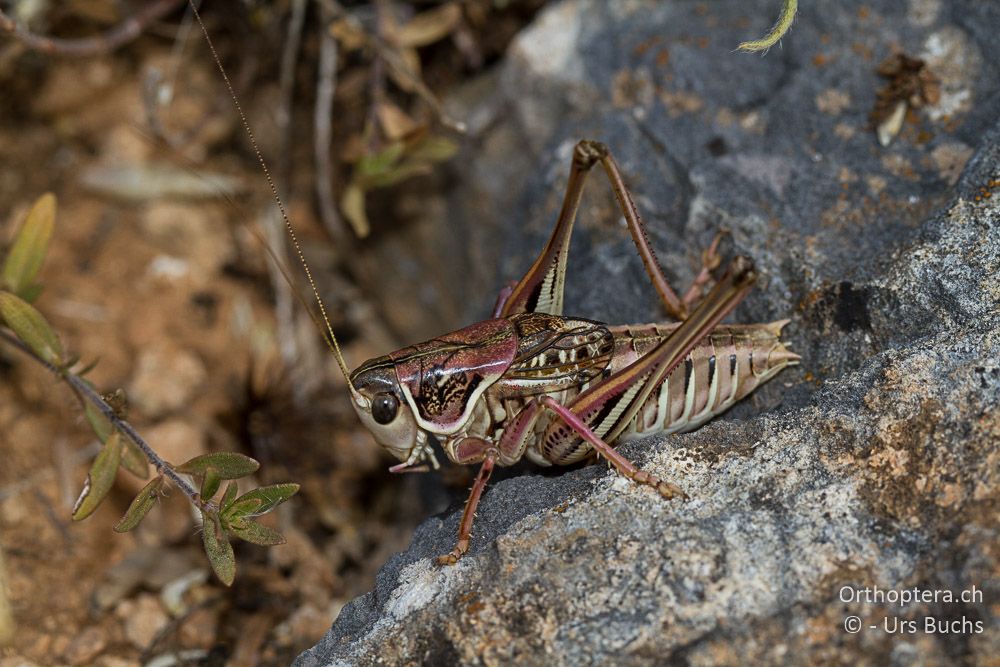 Gampsocleis abbreviata ♂ - GR, Westmakedonien, Klidi, 09.07.2013