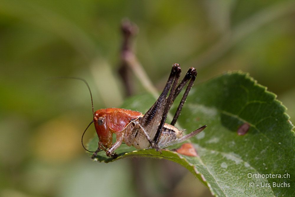 Larve von Bucephaloptera bucephala ♀ - GR, Thessalien, Meteora, 25.06.2013