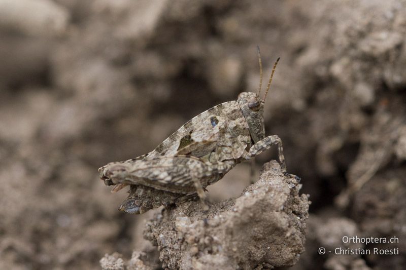 Tetrix tenuicornis ♀ - CH, BE, Bern, 09.06.2013