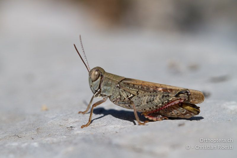 Calliptamus italicus ♂ - CH, TI, Castel-San-Pietro, 03.09.2013