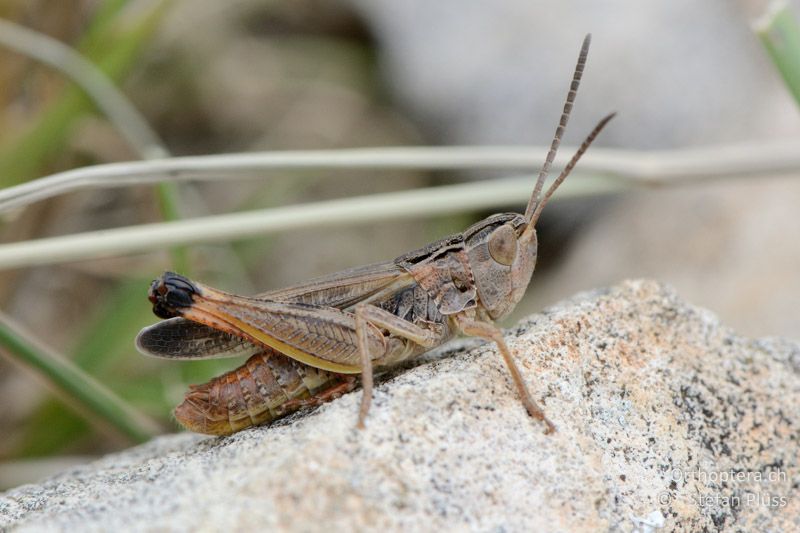 Stenobothrus fischeri glaucescens ♂ - FR, Mont Ventoux, 04.07.2014