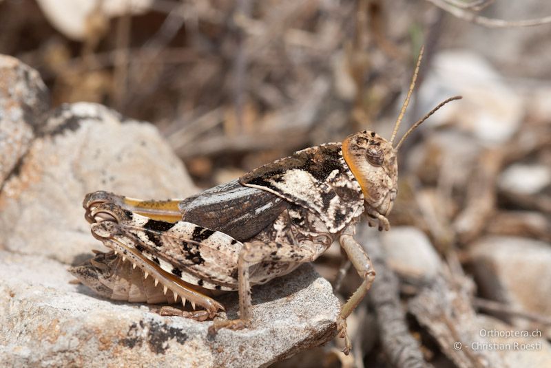 Prionotropis azami, Männchen