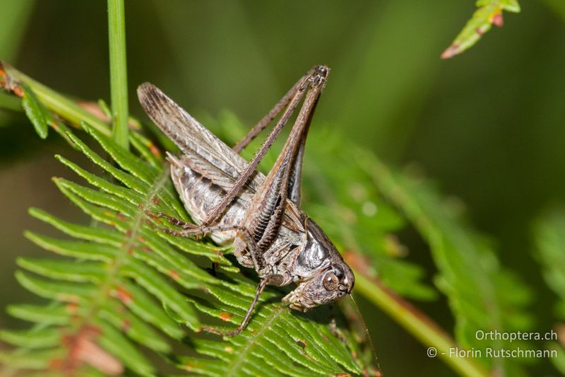 Platycleis grisea ♂ - CH, TI, Mugena, 21.08.2011