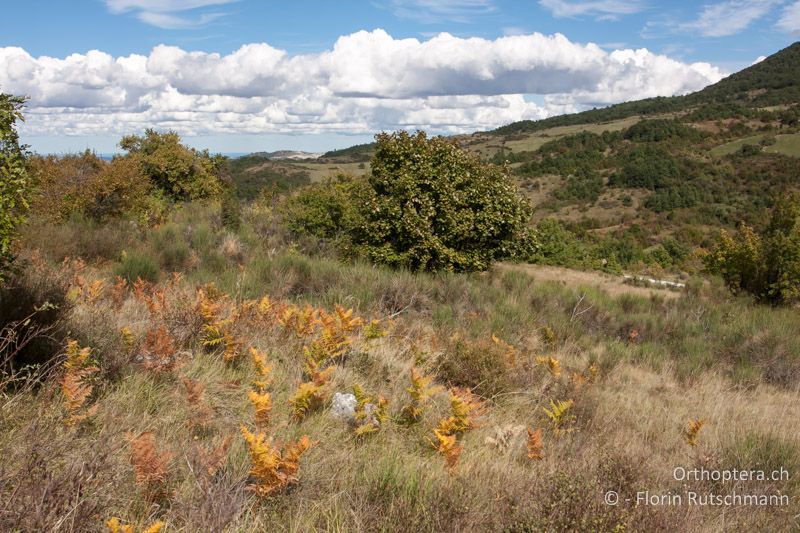 Garrigue mit einzelnen Adlerfarnen - IT, Abruzzen, Palena, 08.10.2011