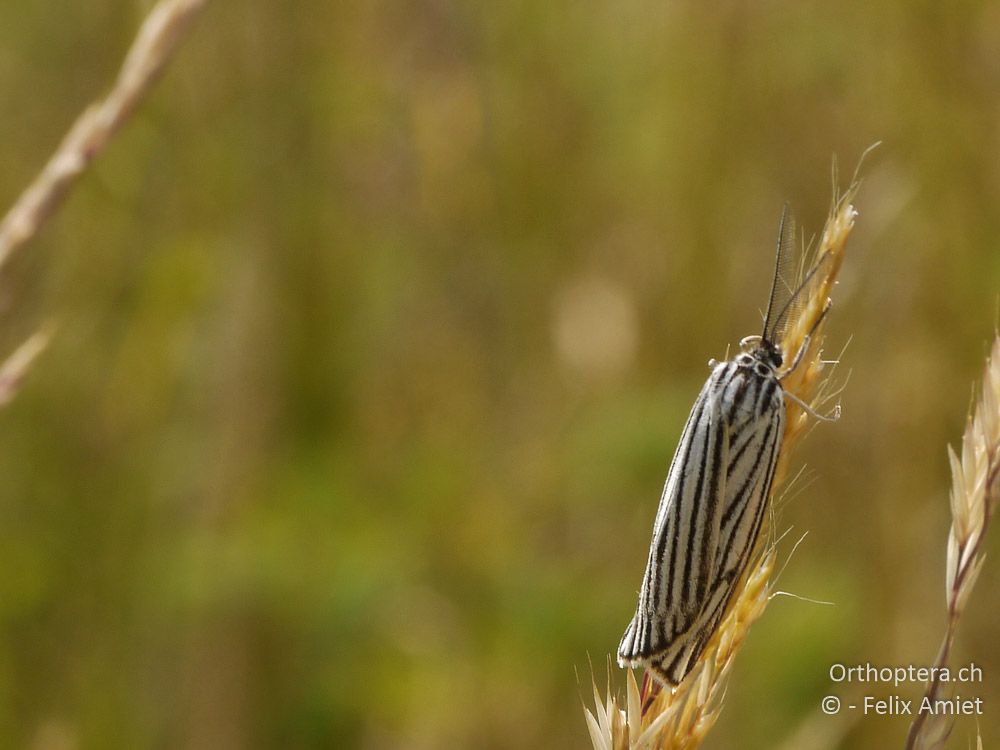 Gestreifter Grasbär (Spiris striata) - GR, Westmakedonien, Mt. Vernon, 10.07.2013