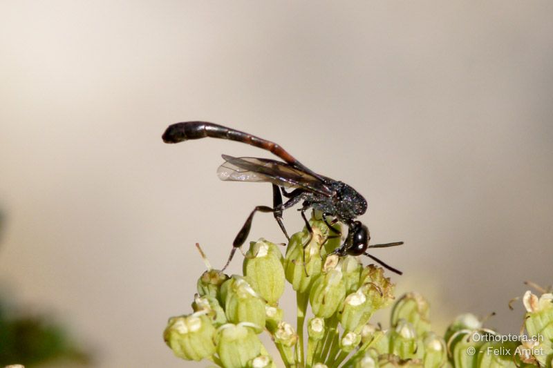 Gasteruption merceti ♂ - HR, Istrien, Mala Učka, 21.07.2015