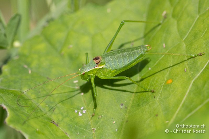 Isophya pienensis ♂ - RU, Transilvania, Harghita-Băi, 14.07.2020