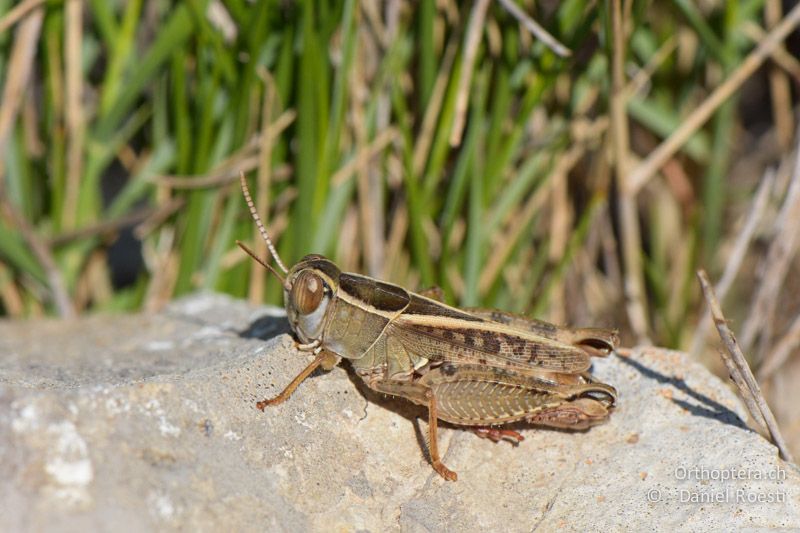 Calliptamus wattenwylianus ♂ - FR, Plateau d'Aumelas, 11.07.2014