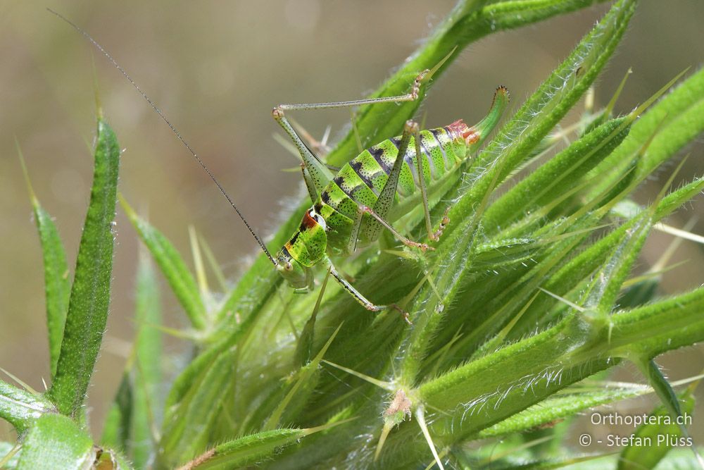 Poecilimon thoracicus ♀ - BG, Blagoevgrad, Waldlichtung vor Raslog bei Bansko, 14.07.2018