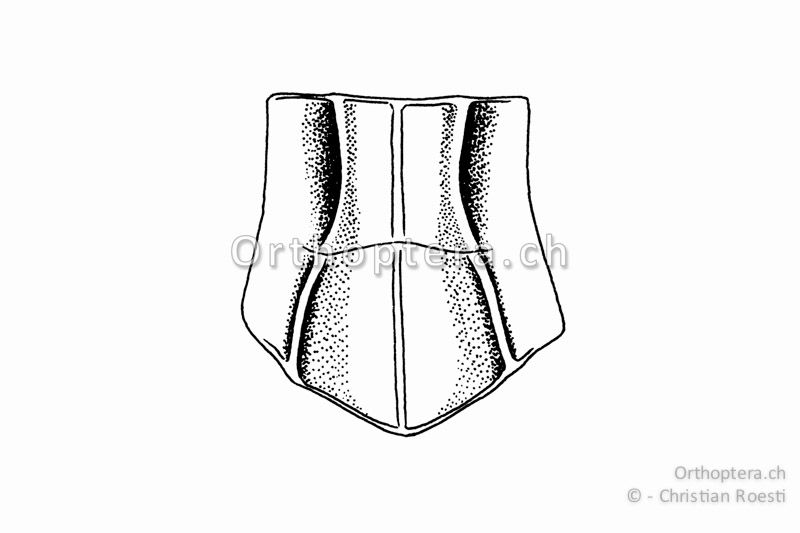 Halsschild von Omocestus rufipes ♂ von oben. Die schmalste Stelle zwischen den Halsschild-Seitenkiele ist ungefähr halb so breit wie die breiteste Stelle.