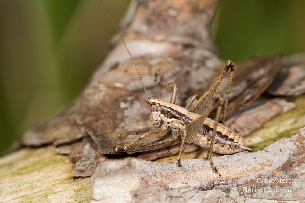 Kleine Strauschrecke (Yersinella raymondi) - HR, Istrien, Buzet, 25.07.2014