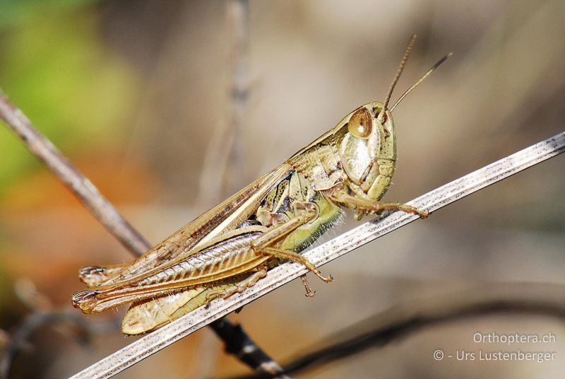 Euchorthippus declivus ♀ - FR, Ginasservis, 06.07.2014