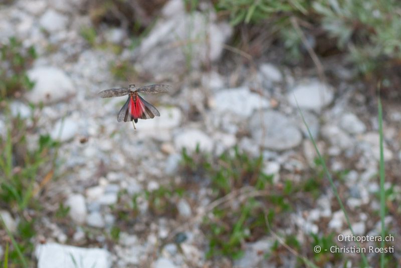 Bryodemella tuberculata ♂ auf einem Spontanflug. Das typische Schnarrgeräusch wird im Flug erzeugt - DE, Bayern, Vorderriss, 03.08.2008