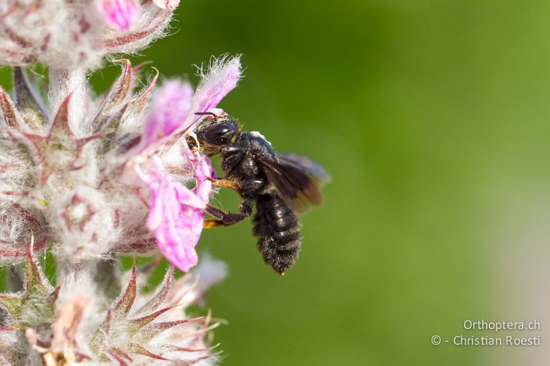 Wildbiene bei der Bestäubung - HR, Istrien, Brovinje, 05.06.2014