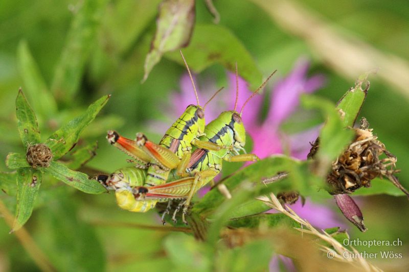 Pseudopodisma fieberi Paarung - AT, Kärnten, Bleiberg, 29.07.2014