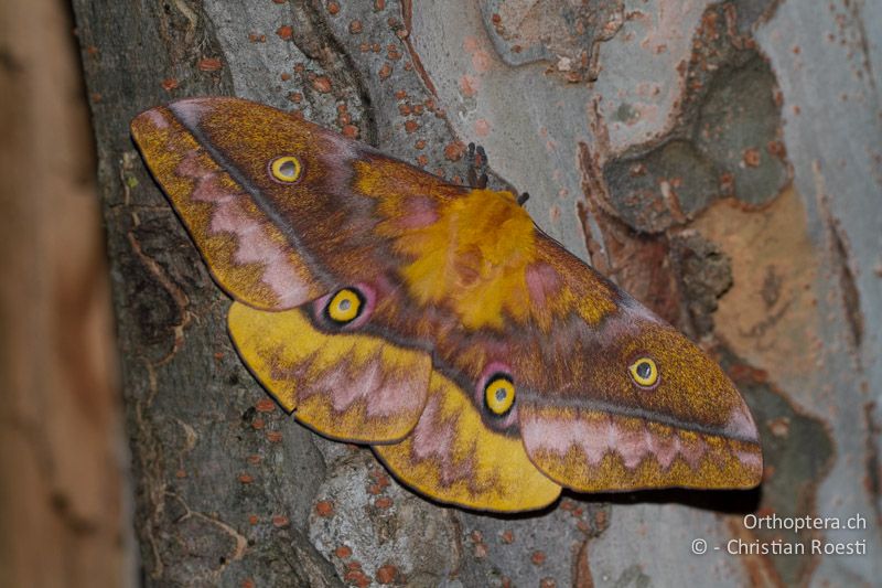 Nachtpfauenauge, Gold-marbeled Emperor (Tagoropsis flavinata) ♀ - SA, Limpopo, Tzaneen, Kurisa Moya Lodge, 05.01.2015