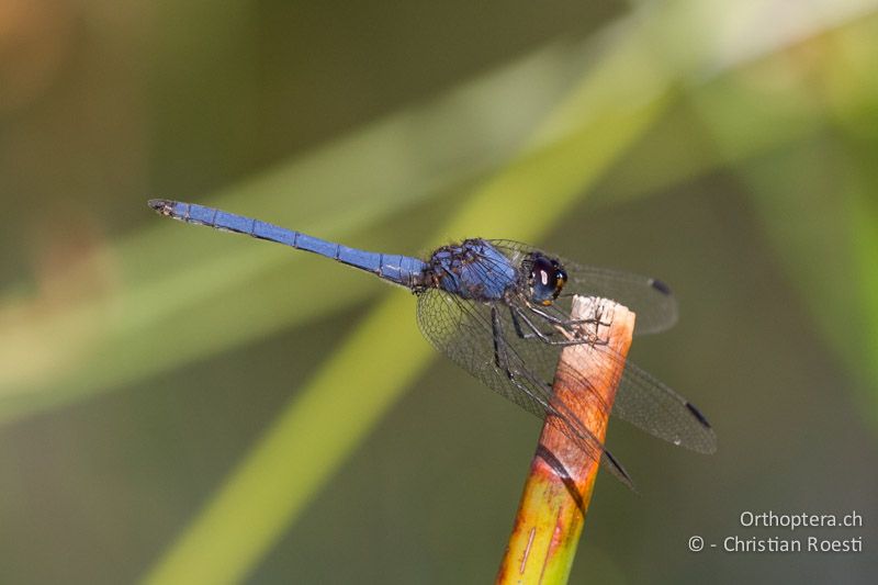 Trithemis dorsalis, Dorsal Dropwing ♂ - SA, Limpopo, Tzaneen, Kurisa Moya Lodge, 07.01.2015