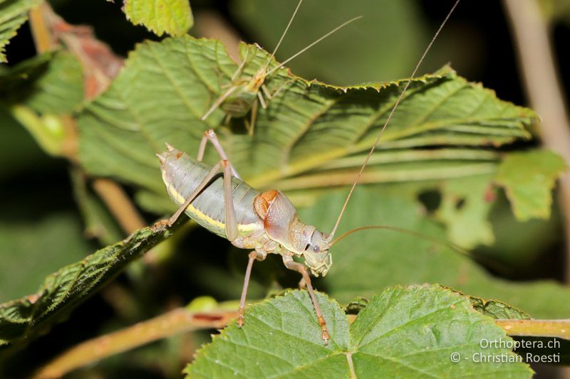 Ephippiger ephippiger ♂ - AT, Niederösterreich, Pfaffstätten, 15.09.2016