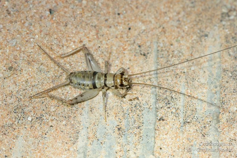 Gryllodes sigillatus ♂ Larve - Südafrika, Kgalagadi Transfrontier Park, Mata Mata Camp, 15.01.2017