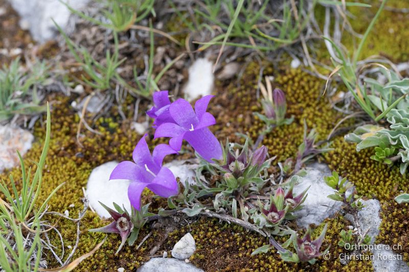 Glockenblume Campanula orphanidea (Danke an Adi Möhl für die Bestimmung) - BG, Blagoewgrad, Bergwiese bei Pass nach Pirin, 12.07.2018