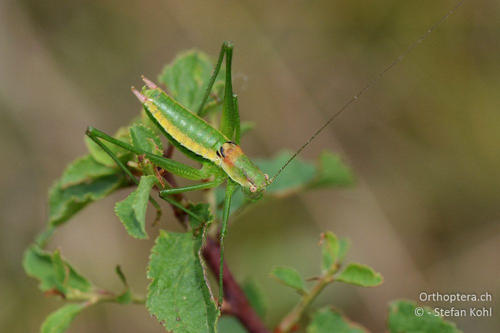 Leptophyes boscii ♂ - HR, Istrien, Račja Vas, Dol, 24.07.2015