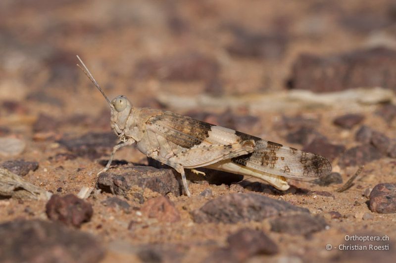 Weibliche Kurzfühlerschrecke der Gattung Sphingonotus (Sphingonotus cf. rubescens). Wadi Araba, 22.05.2011